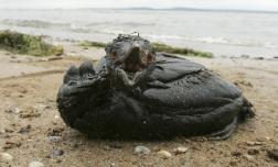 В Черное море попало более трех тонн мазута