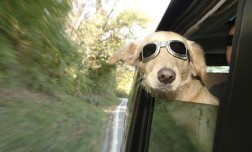 Subaru займется безопасностью собак в авто