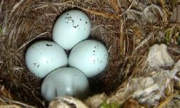 В автомобиле Suzuki на паорме пришедшем из Японии обнаружили гнездо с яйцами