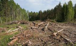 Берегите природу - Мать Вашу