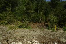 РЖД уничтожает самшитовые плантации в Сочи