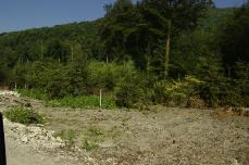 РЖД уничтожает самшитовые плантации в Сочи