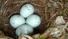 В автомобиле Suzuki на паорме пришедшем из Японии обнаружили гнездо с яйцами