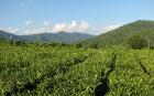 В Сочи рекордный урожай Краснодарского чая